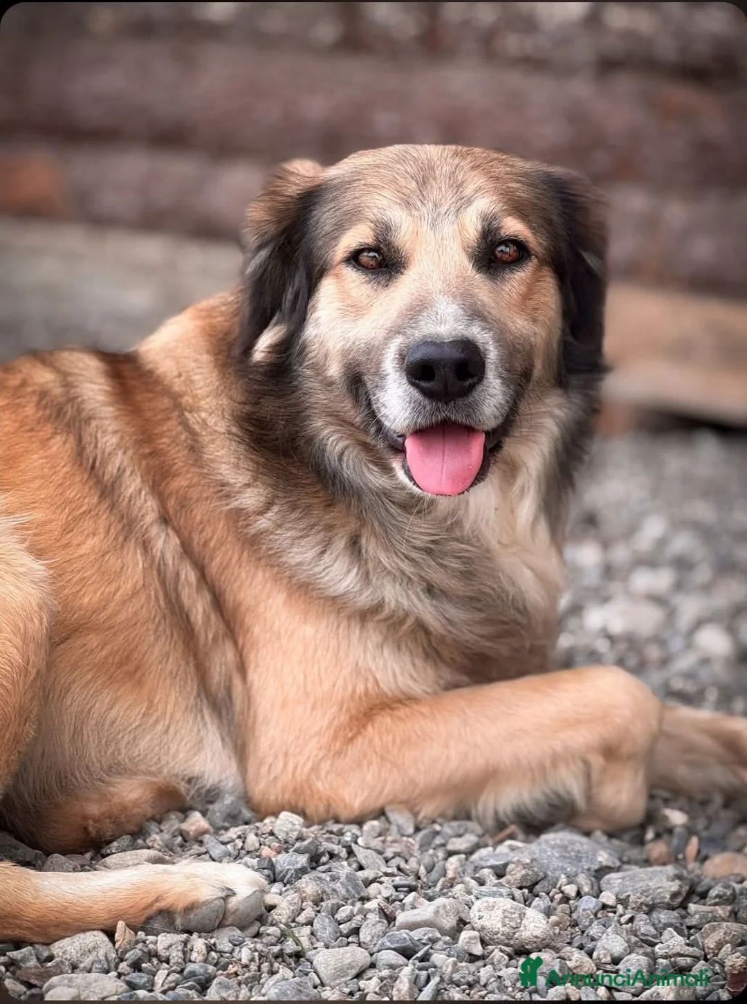 Meticcio cani in regalo: Jessy - Annuncio 1