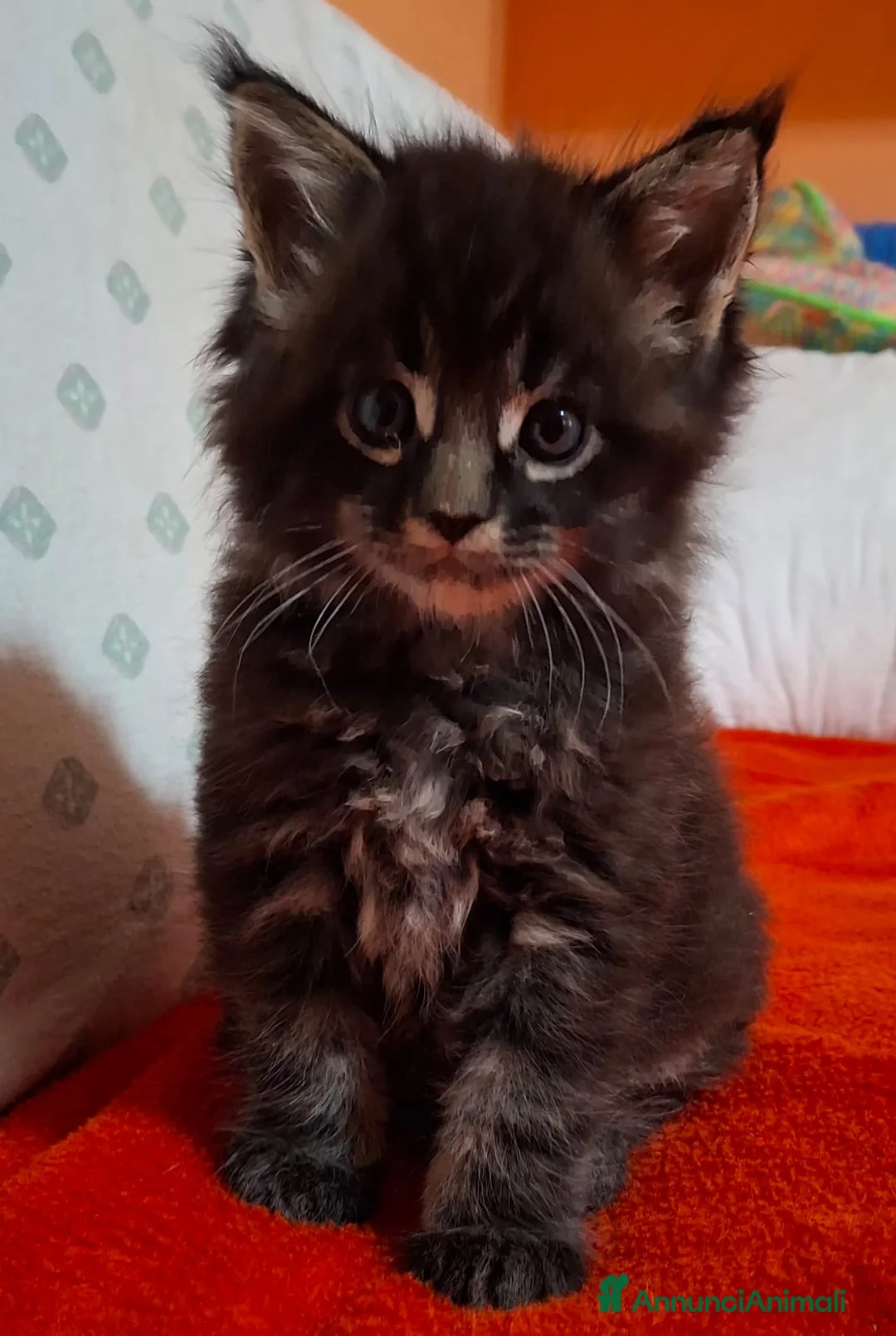 Maine Coon gatti in vendita: cuccciolo maine coon brown tabby  a Provincia di Vicenza - Annuncio 4