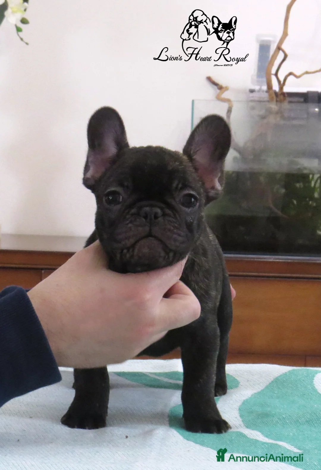 Bulldog Francese cani in vendita: Bulldog francese cuccioli alta genealogia  a Città metropolitana di Palermo - Annuncio 2