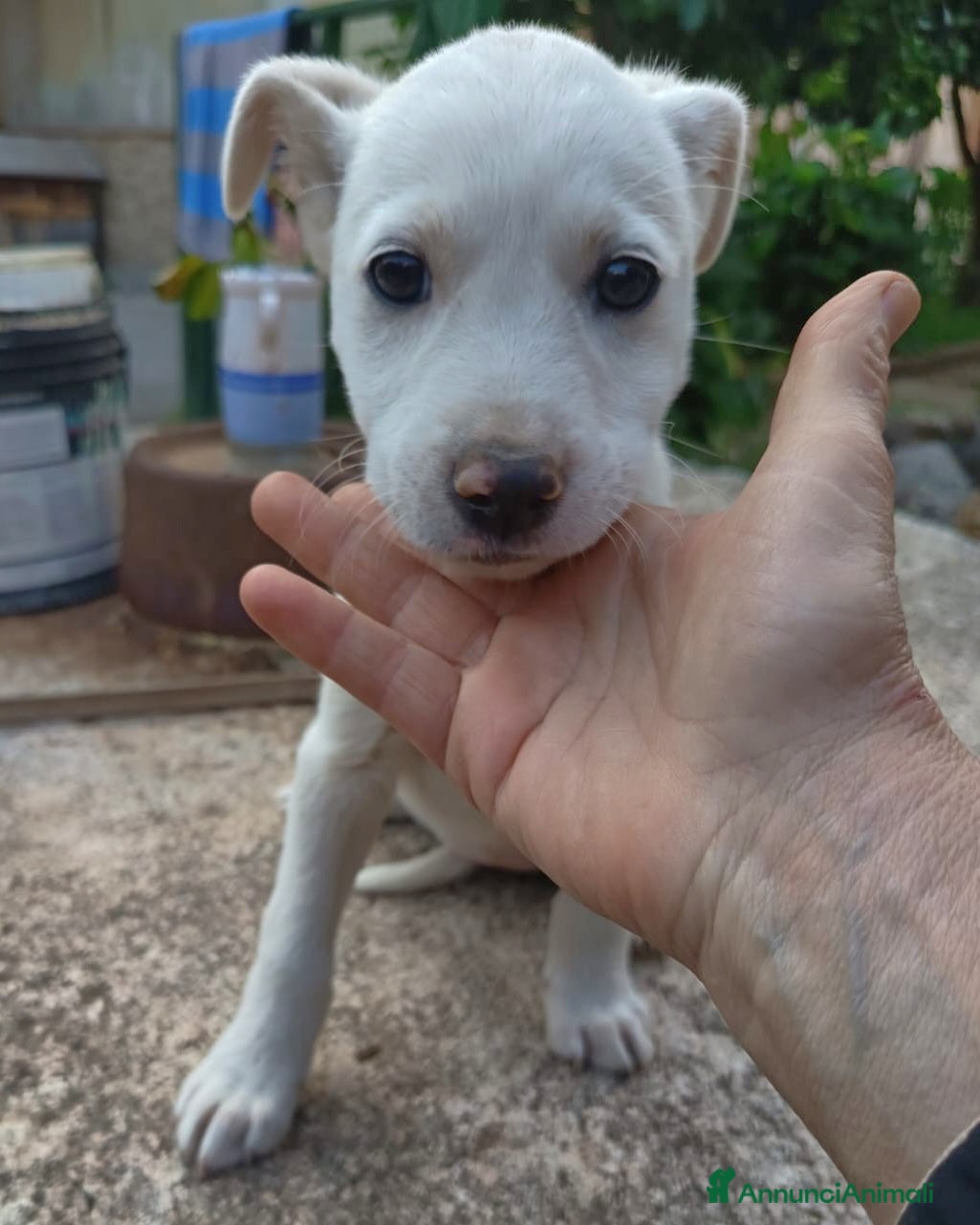 Meticcio cani UNA MAMMA PER CHICCA - Annuncio 7