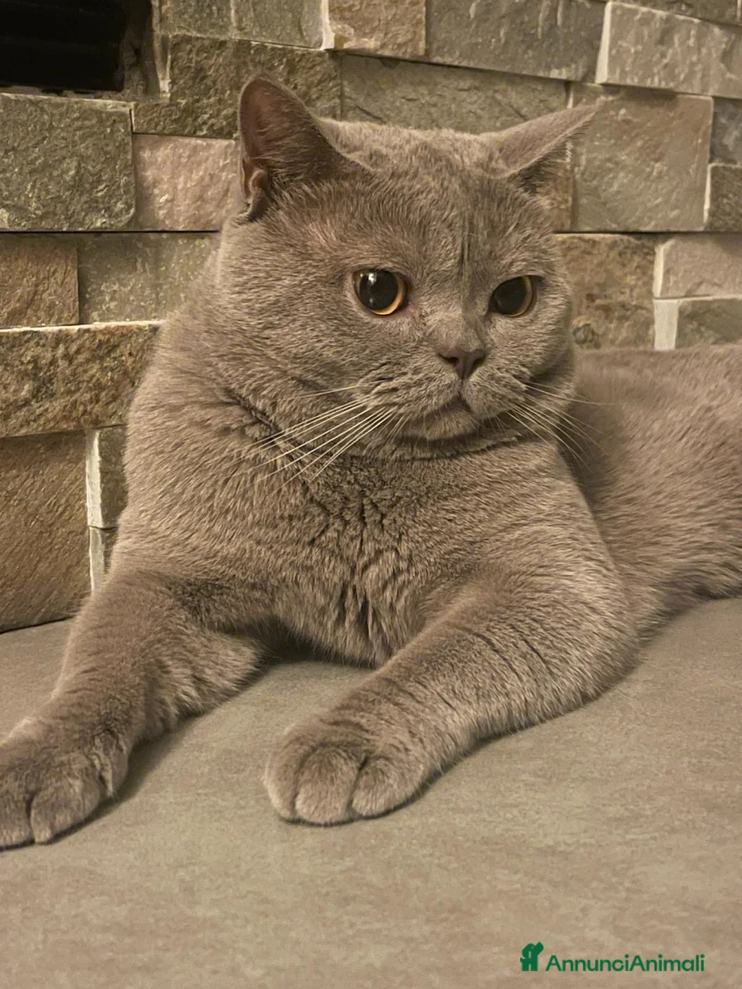 British gatti per accoppiamento: British Shorthair per accoppiamento  - Annuncio 4