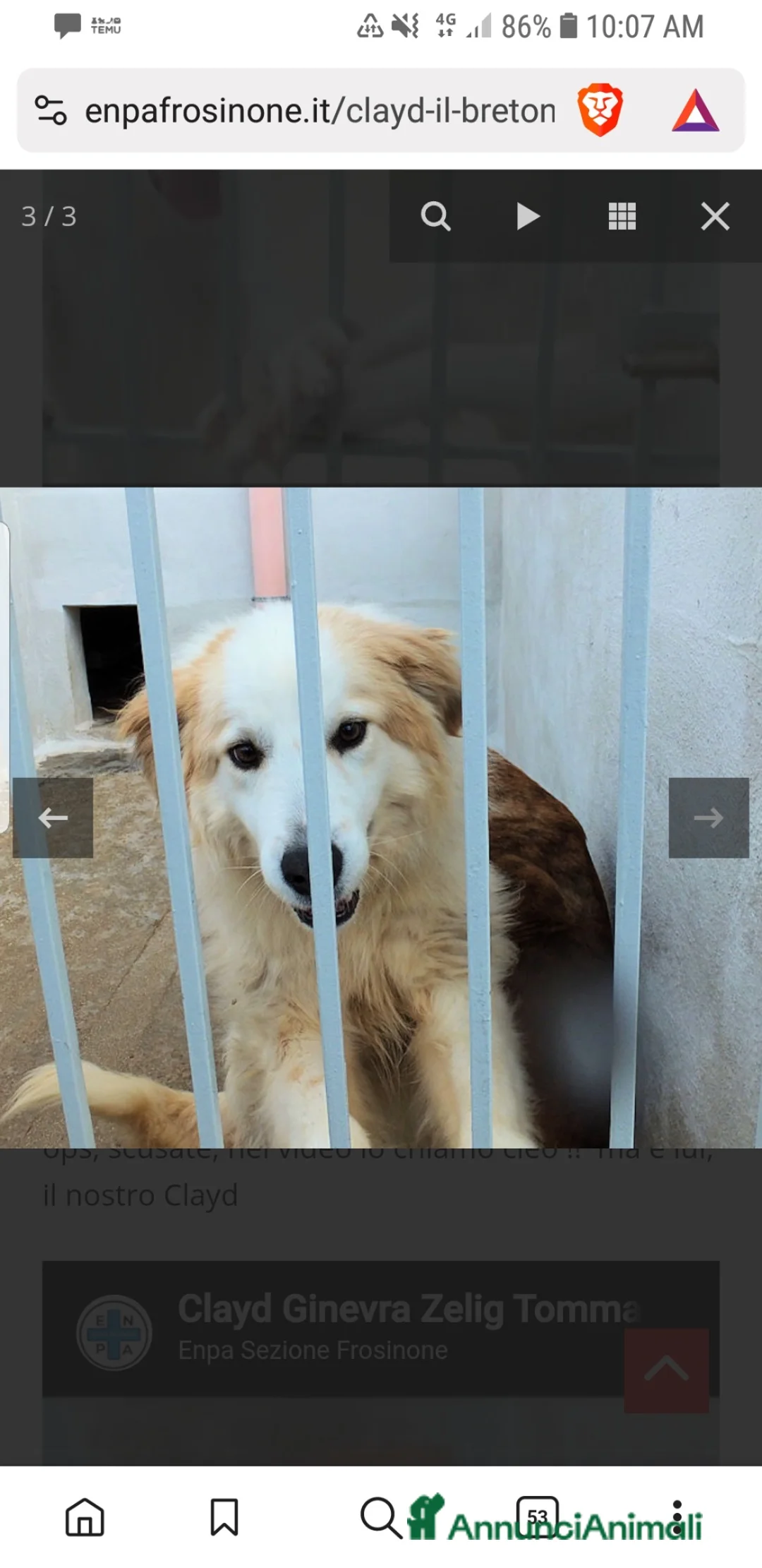 Golden Retriever cani in regalo: ADOZ.DEL💔:abbandonato ad un mese,dolcissimo inbox - Annuncio 6