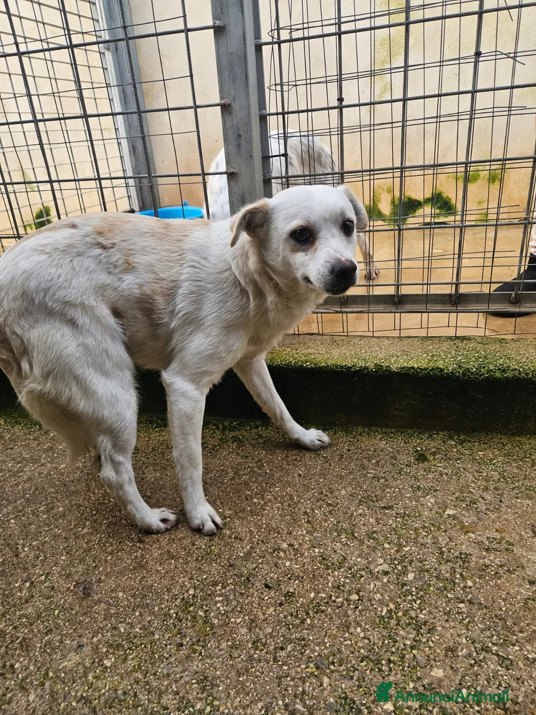 Meticcio cani in regalo: Boris: 1 anno taglia piccola  - Annuncio 4