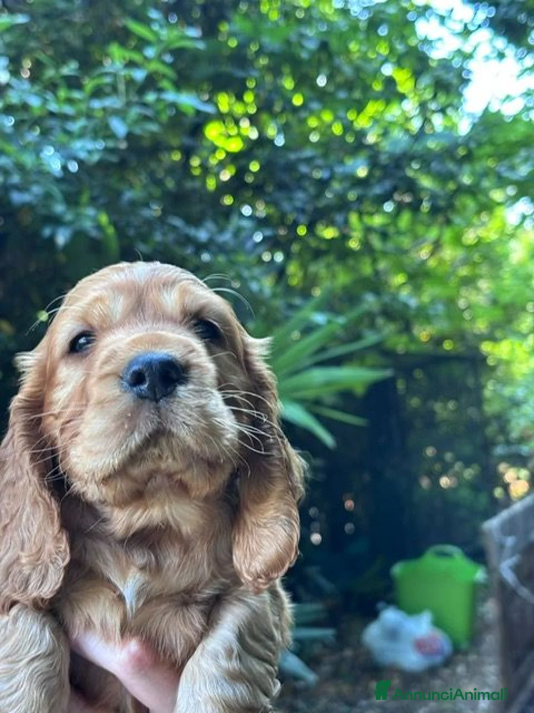 Cocker cani in vendita: Cuccioli Cocker Spaniel a Provincia di Vicenza - Annuncio 2