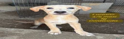 Meticcio cani in regalo: Bellissimi cuccioli in rifugio  a Città Metropolitana di Bologna - Annuncio 5