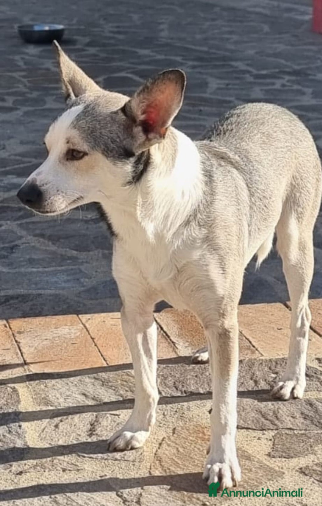 Meticcio cani in regalo: Una casa e tanto amore per Miele e Neve - Annuncio 12