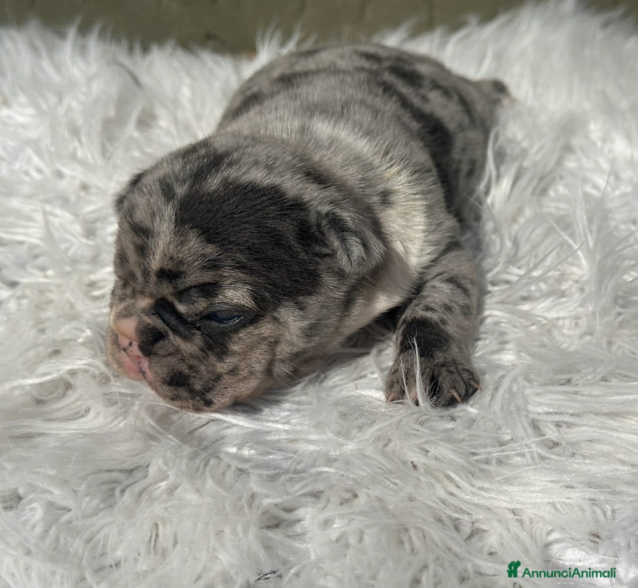 Bulldog Francese cani Bulldog francesi cuccioli merle - Annuncio 1