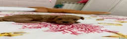 Maltipoo cani in vendita: Maltipoo - Annuncio 6