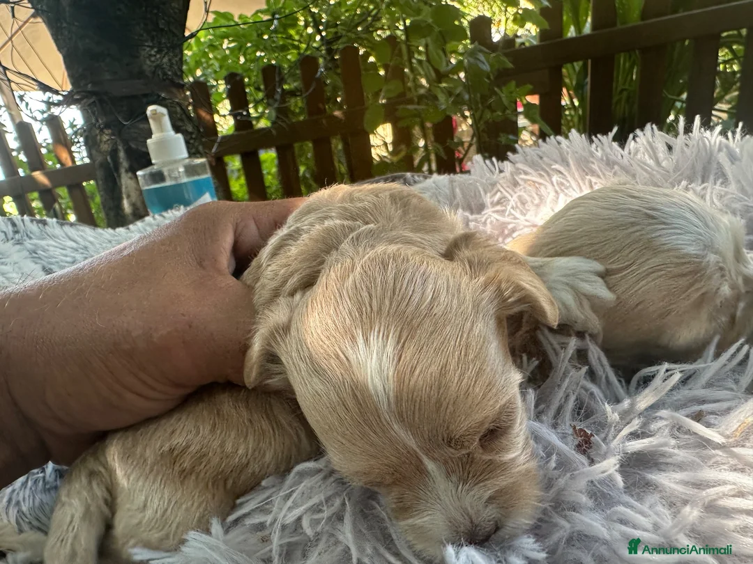 Maltipoo cani in vendita: Maltipoo - Annuncio 2