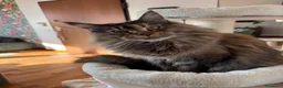 Maine Coon gatti in vendita: Cucciole Maine Coon Black Silver Tortie - Annuncio 1