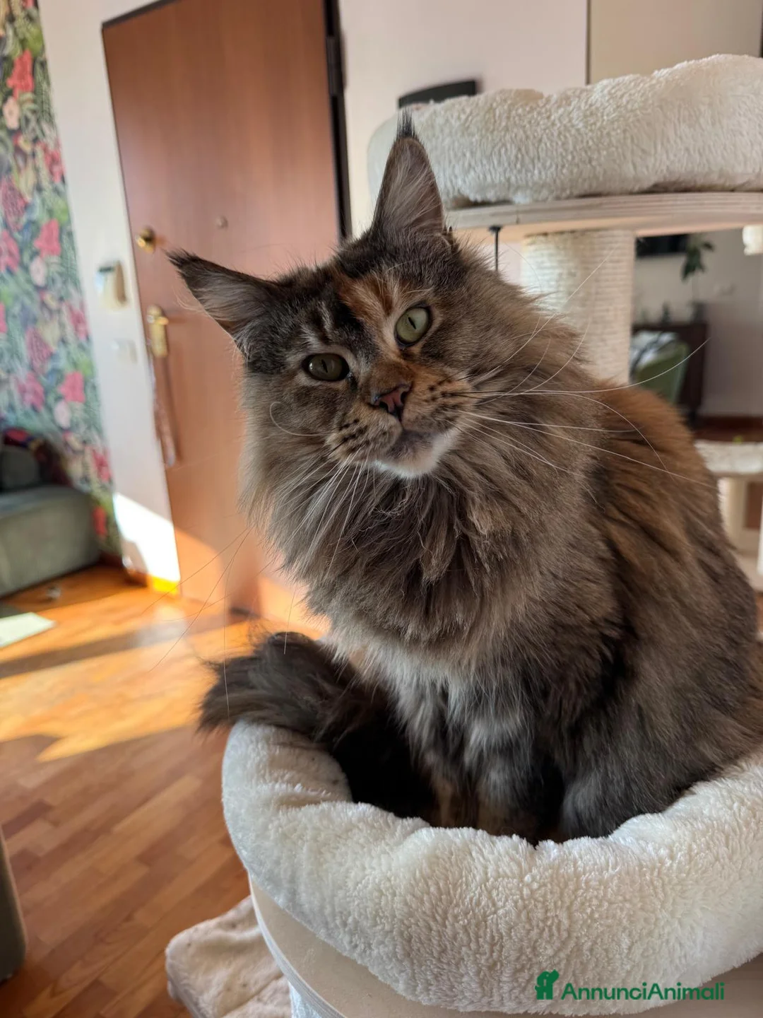 Maine Coon gatti in vendita: Cucciole Maine Coon Black Silver Tortie - Annuncio 1