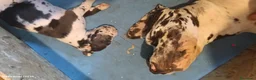 Alano cani in vendita: Cuccioli di Alano nero a Ente di decentramento regionale di Udine - Annuncio 2