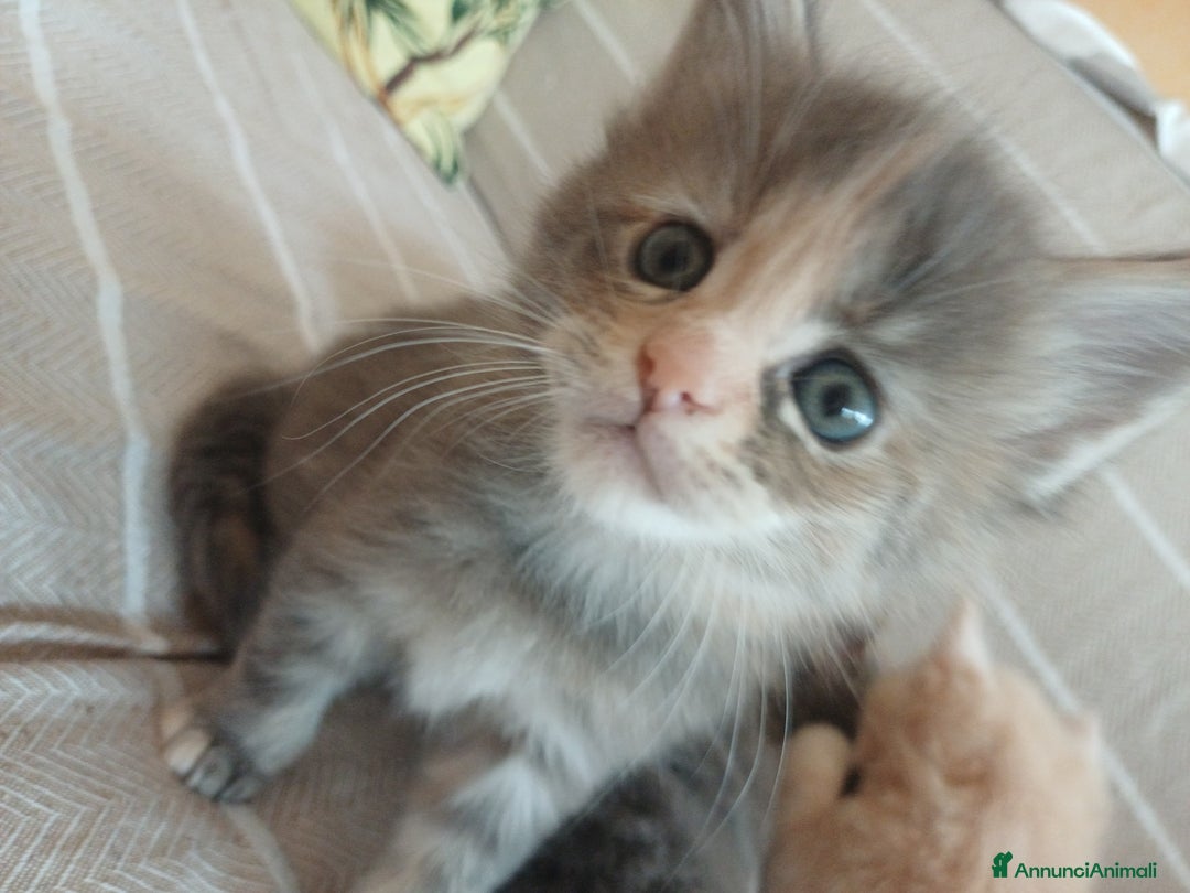 Maine Coon gatti in vendita: Cuccioli Maine Coon - Annuncio 6