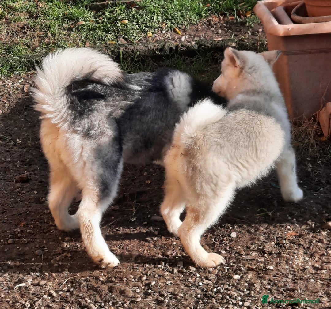 Alaskan Malamute cani in vendita: Alaskan Malamute cuccioli maschi - Annuncio 5