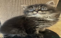 Siberiano gatti in vendita: Cuccioli gatto siberiano a Provincia di Padova - Immagine 4