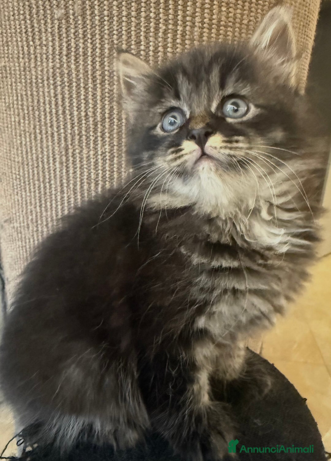 Siberiano gatti in vendita: Cuccioli gatto siberiano a Provincia di Padova - Immagine 4