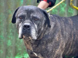 Cane Corso cani MAMBO SEI VECCHIO NON SERVI PIU', IN ADOZIONE - Annuncio 1