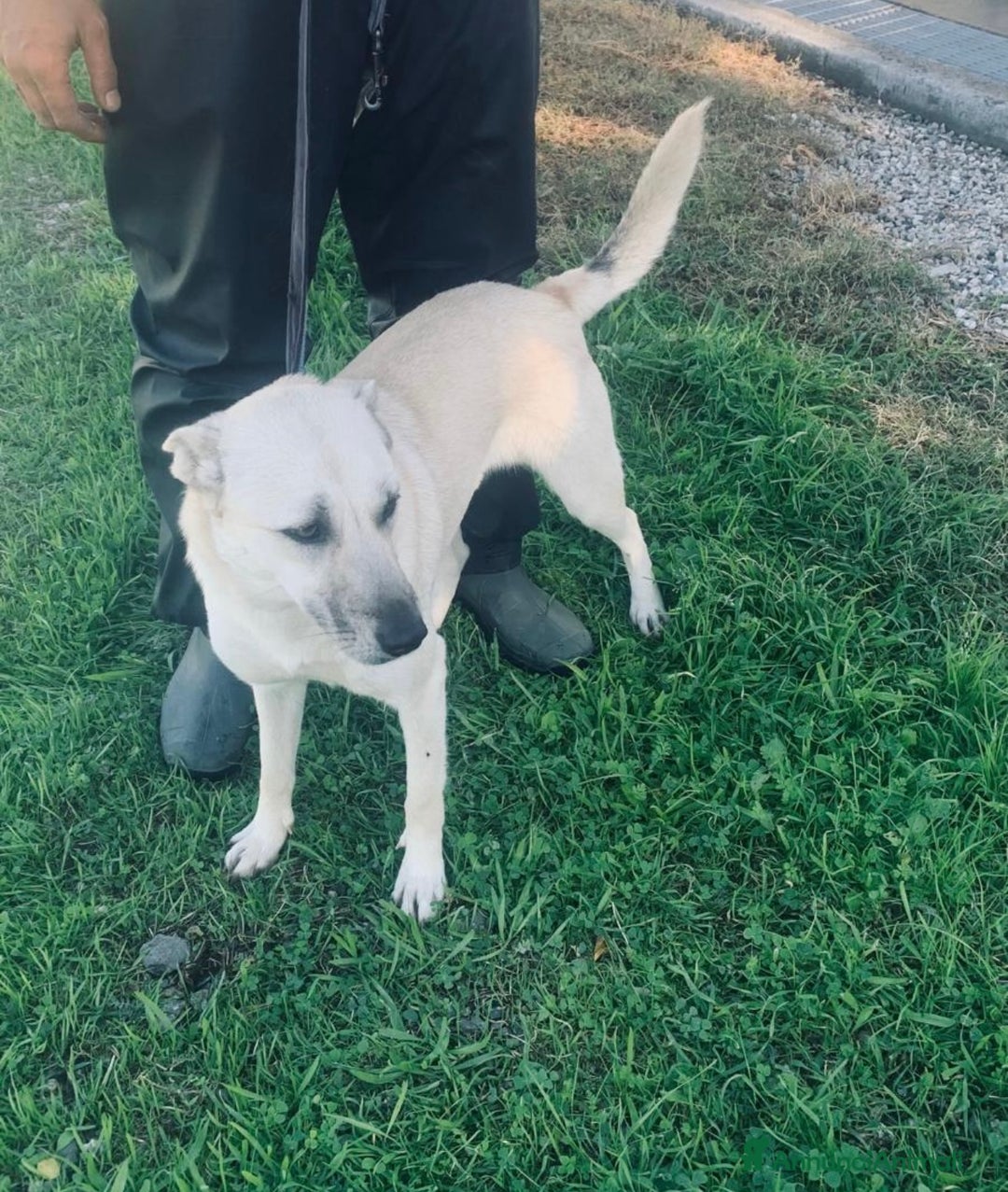 Meticcio cani in regalo: Keila una lupetta dolcissima  - Annuncio 5