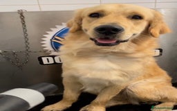 Golden Retriever cani in vendita: Golden retraiver a Città metropolitana di Roma Capitale - Immagine 10