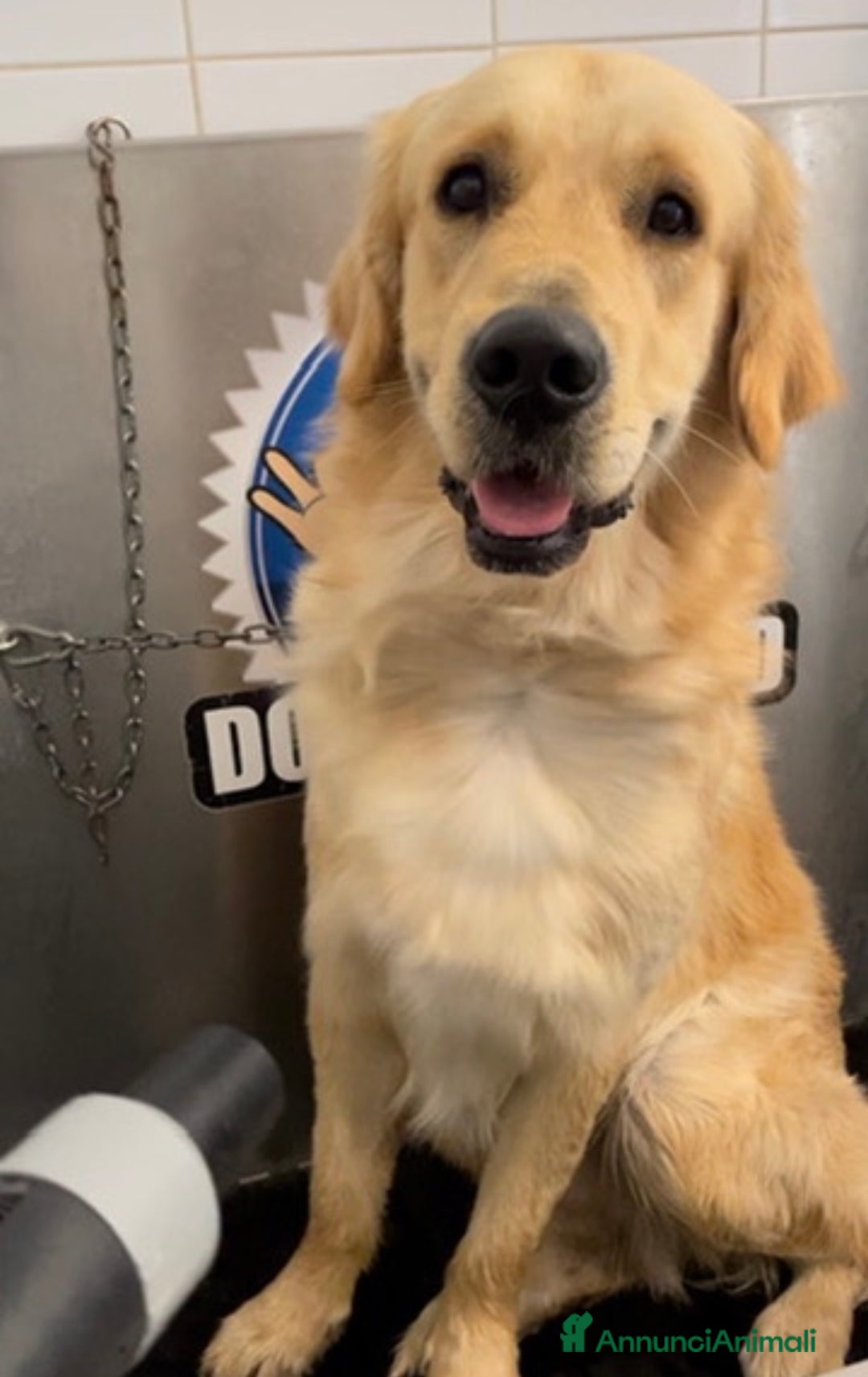 Golden Retriever cani in vendita: Golden retraiver a Città metropolitana di Roma Capitale - Immagine 10