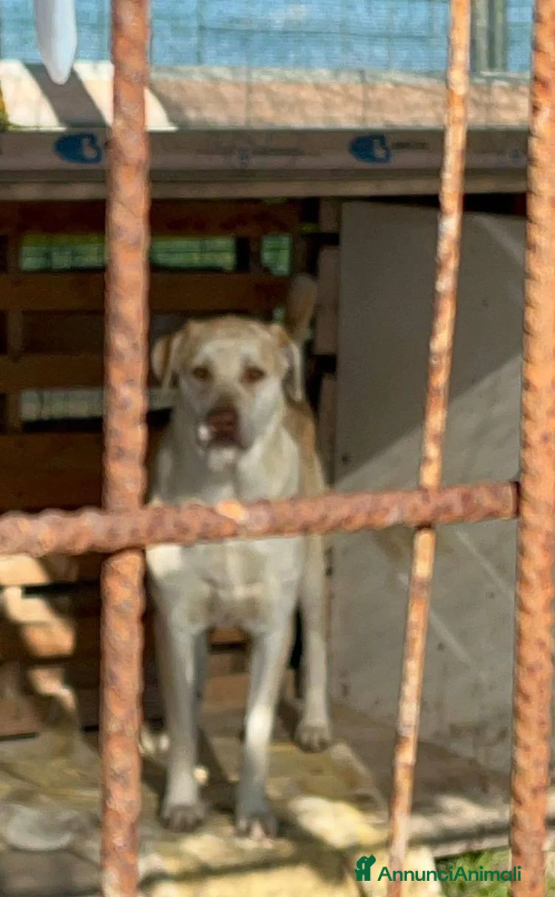 Meticcio cani in regalo: VASCO chiede una famiglia - Annuncio 4