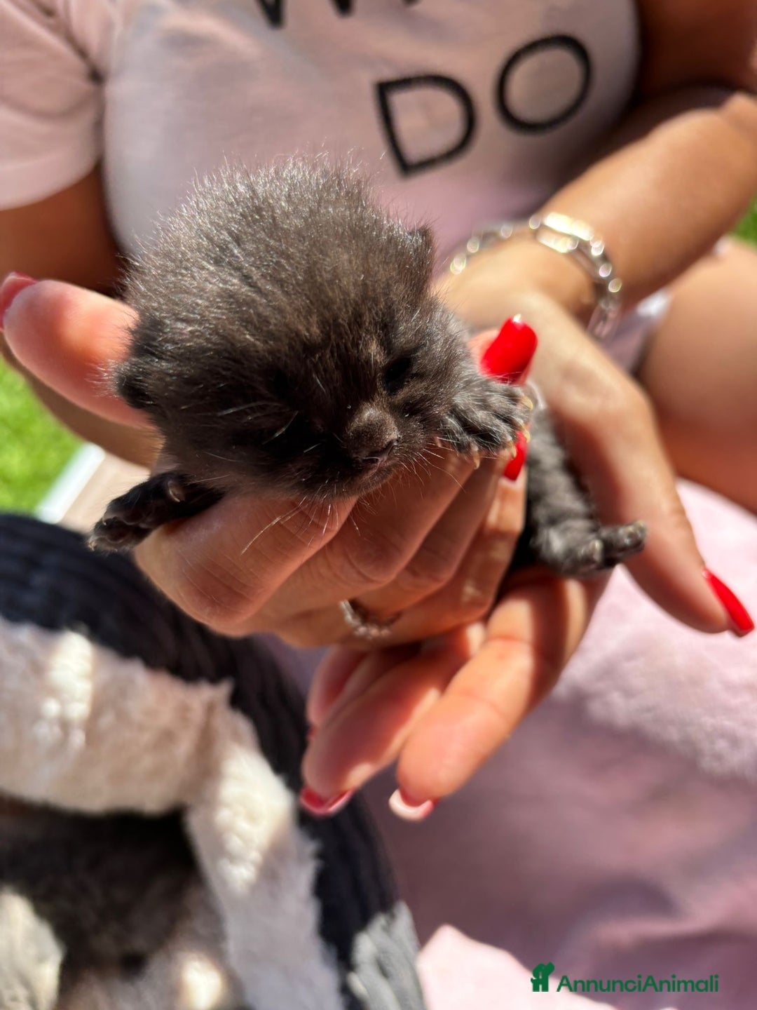 British gatti in vendita: British shorthair  a Provincia di Lodi - Immagine 2