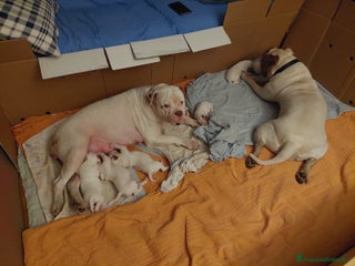 Bulldog cani American bulldog - Annuncio 24