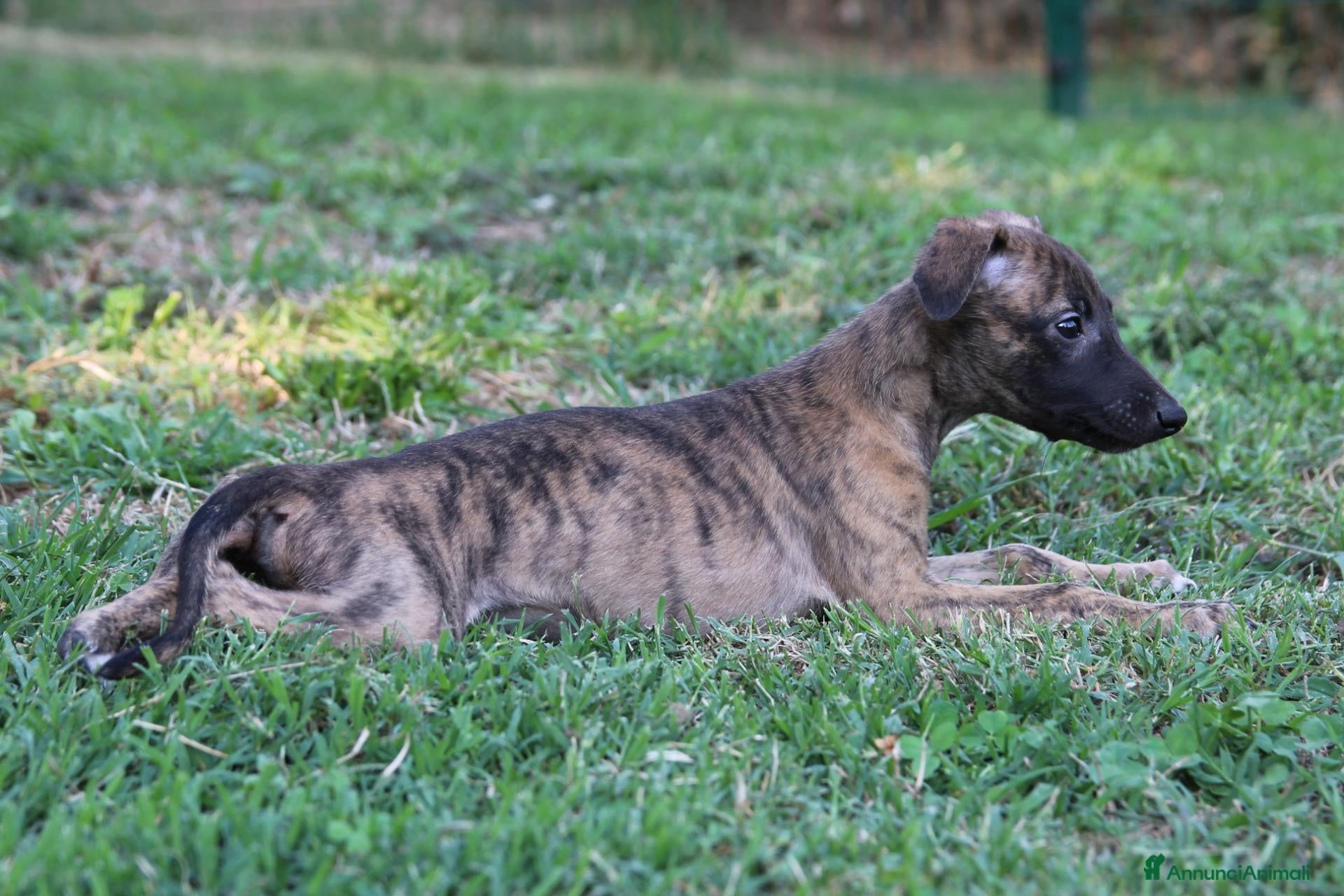 Whippet cani in vendita: Cucciolo maschio - Annuncio 1