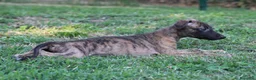 Whippet cani in vendita: Cucciolo maschio - Annuncio 1