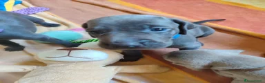 Weimaraner 6