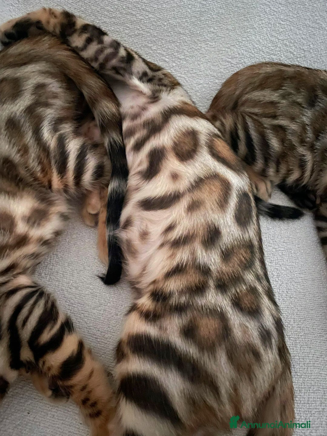 Bengala gatti in vendita: Ultimi tra maschietti di gatto bengala disponibili a Provincia di Sassari - Immagine 2