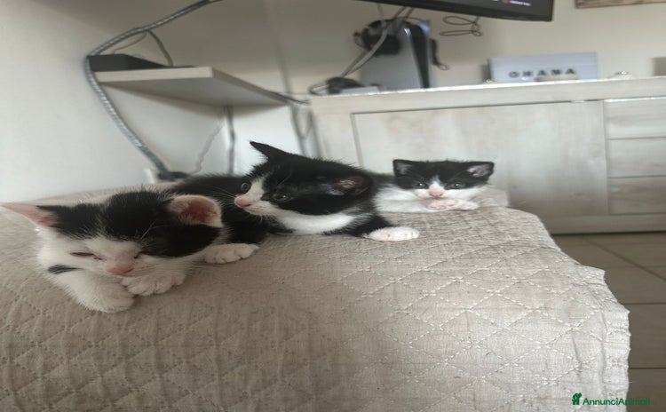 Altre razze gatti a Provincia di Novara - Annuncio 16