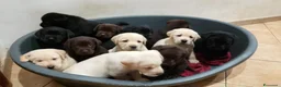 Labrador cani in vendita: Cuccioli labrador  - Annuncio 1