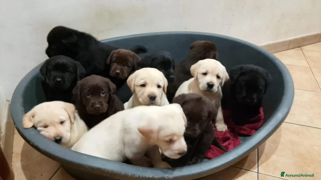 Labrador cani in vendita: Cuccioli labrador  - Annuncio 1