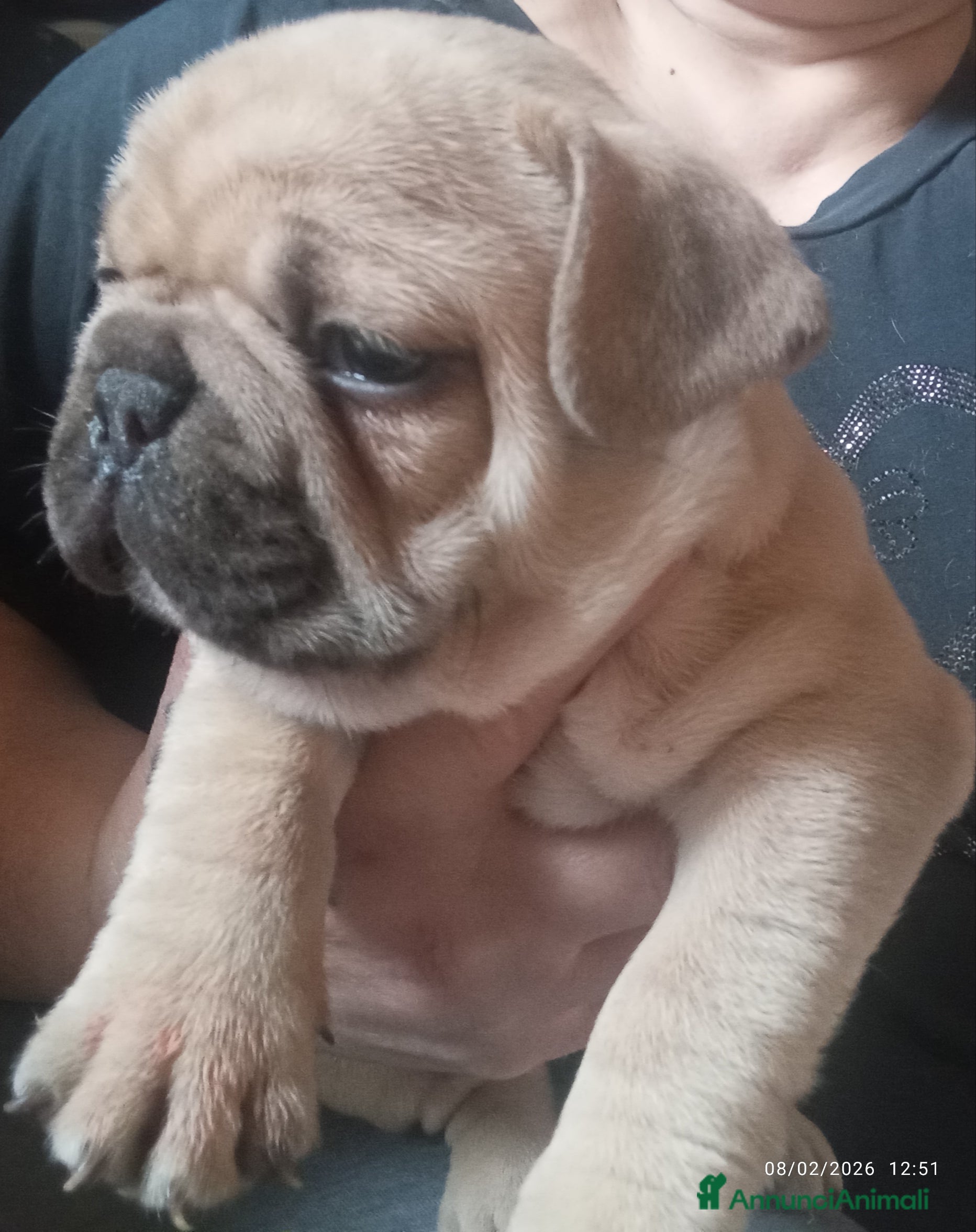 Bulldog Francese cani Cuccioli bulletti  - Annuncio 1