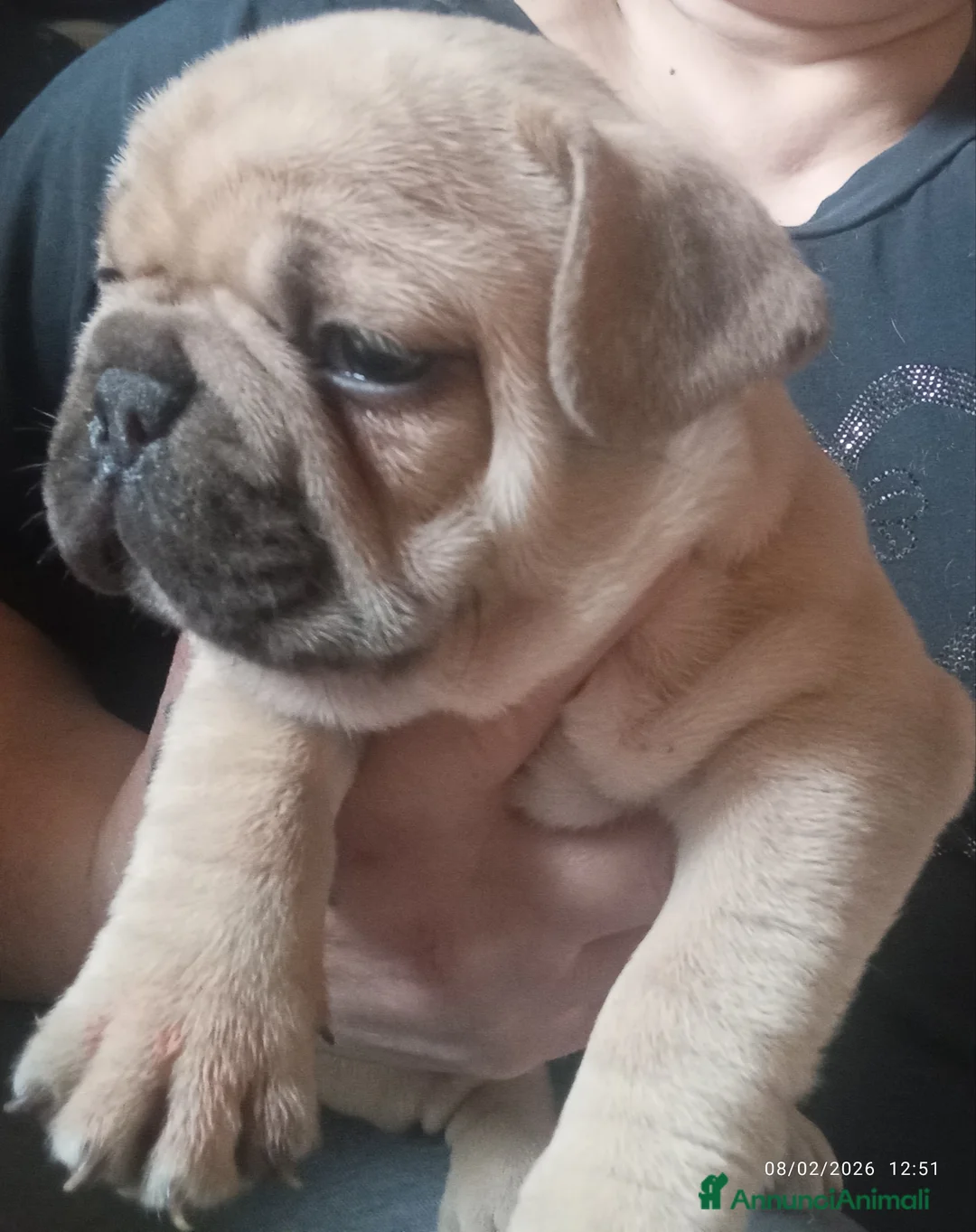 Bulldog Francese cani in vendita: Cuccioli bulletti  - Annuncio 1