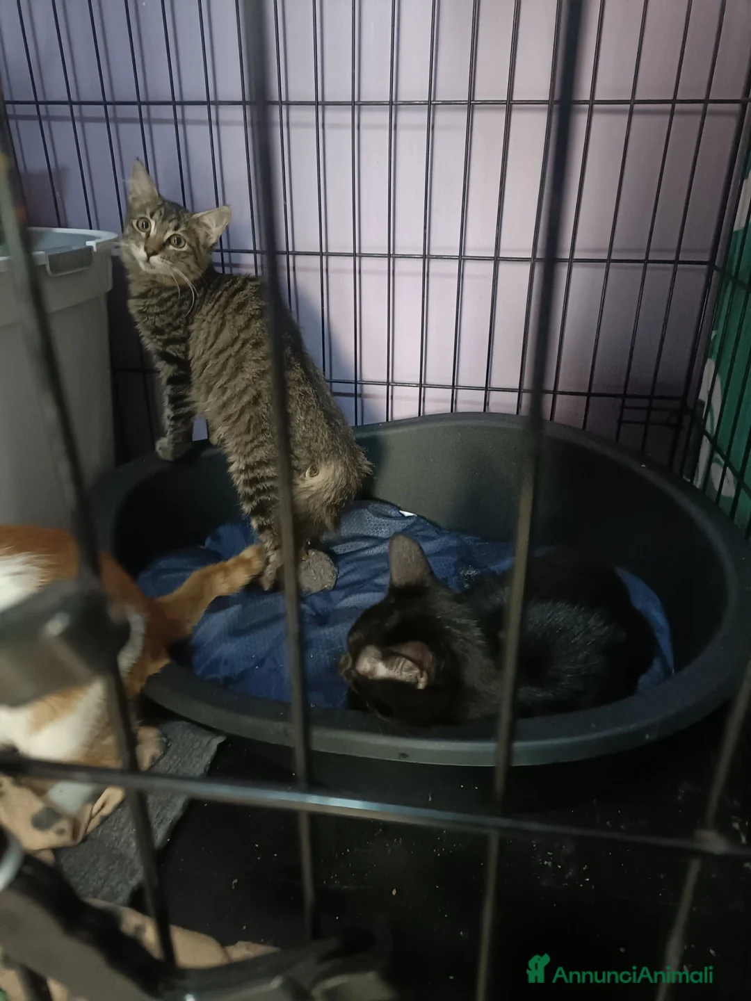 Meticcio gatti in regalo: Trixie - Annuncio 2