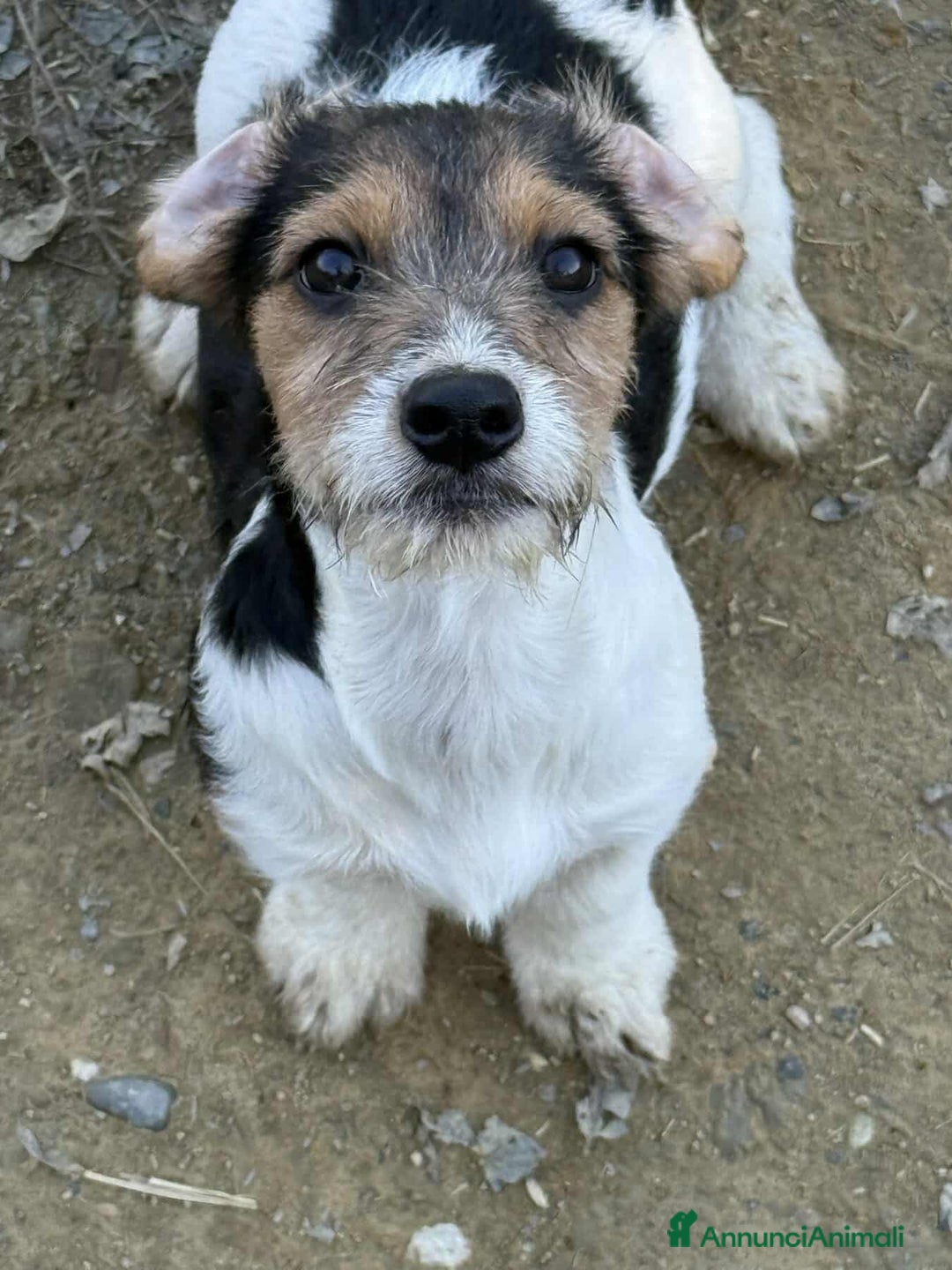 Meticcio cani in regalo: 3 CUCCIOLI ZAMPACORTA super dolci! - Annuncio 7