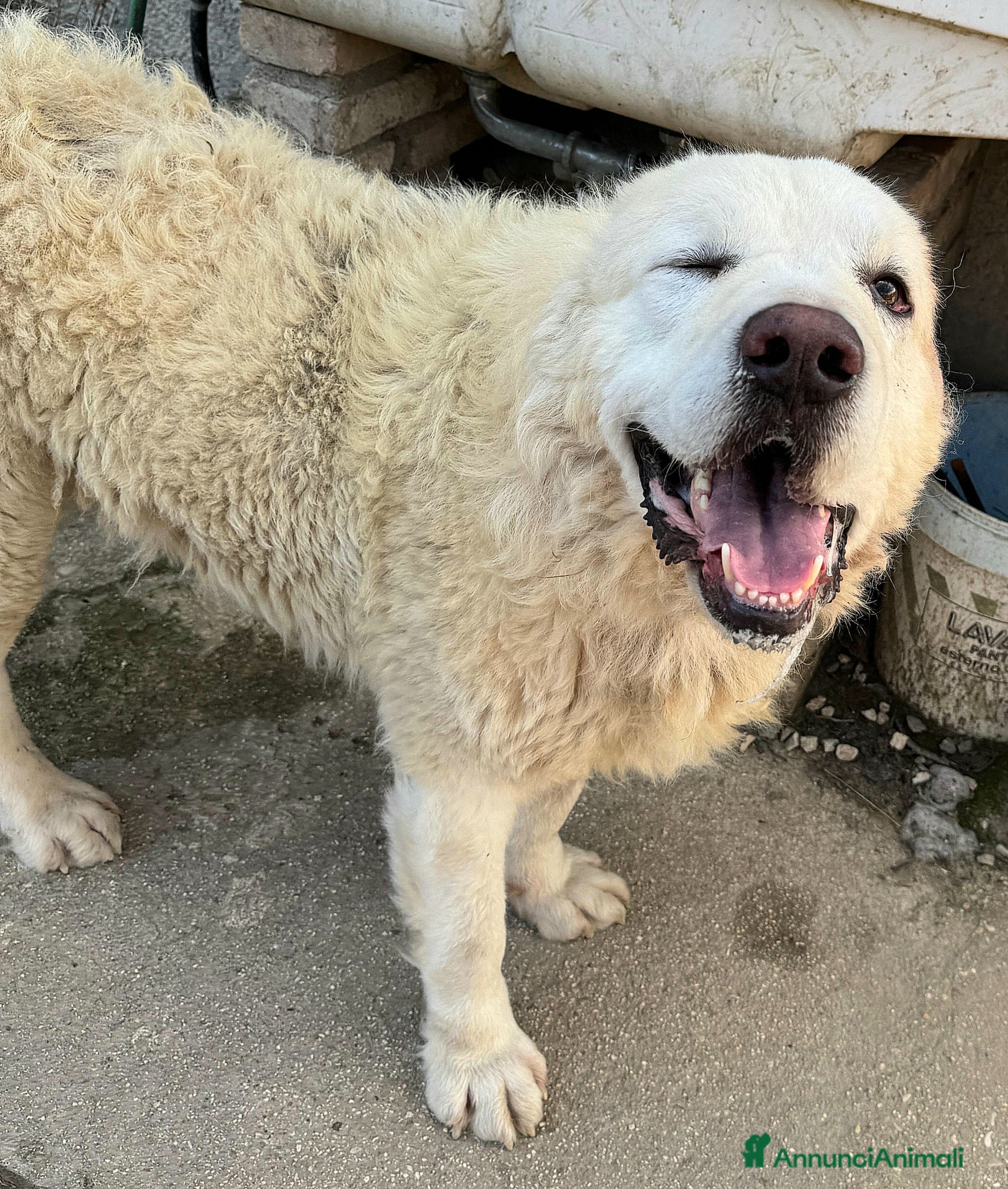 Pastore Maremmano cani Beethoven 4 anni Taglia gigante  - Annuncio 1