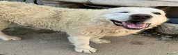 Pastore Maremmano cani in regalo: Beethoven 4 anni Taglia gigante  - Annuncio 1