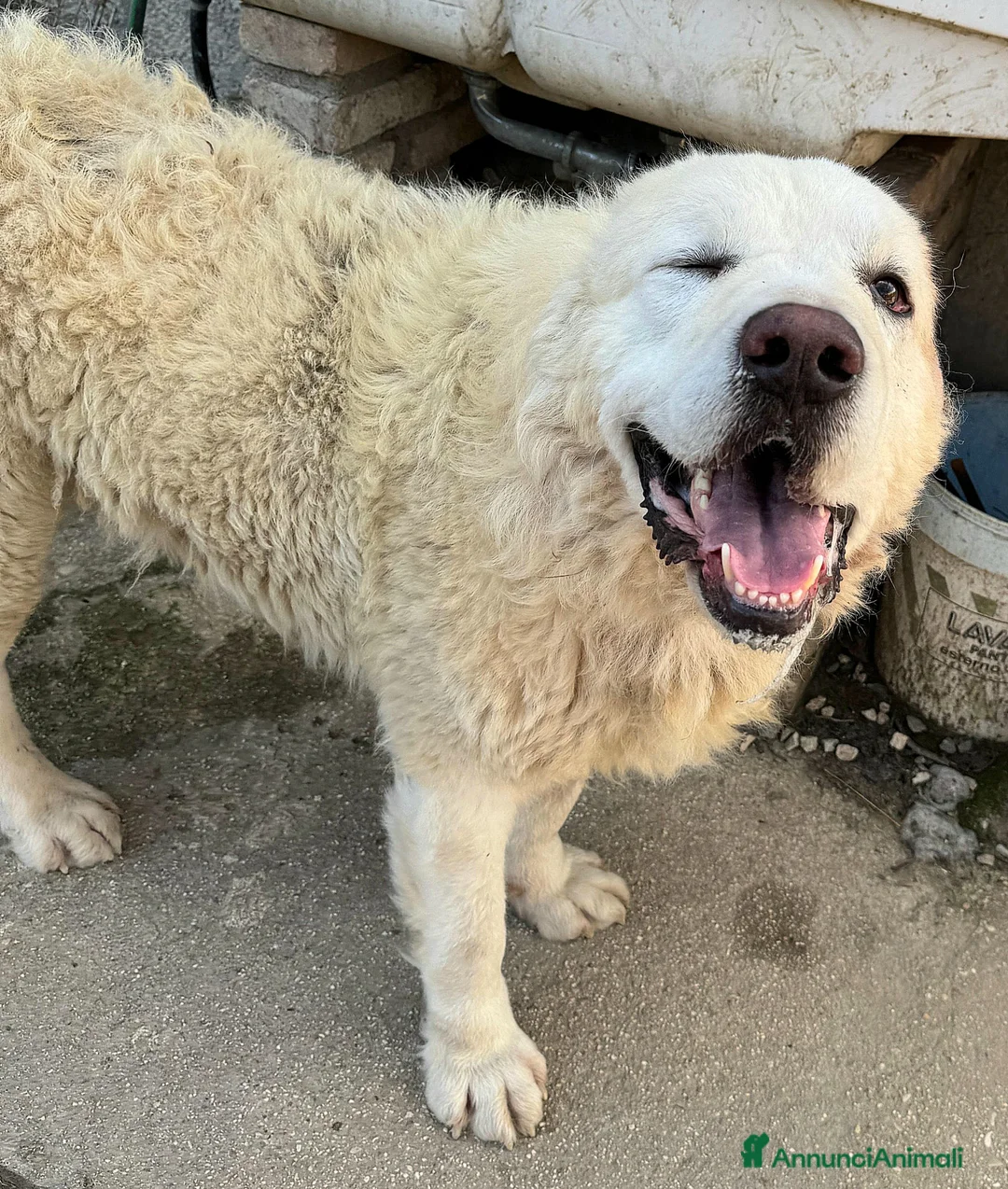 Pastore Maremmano cani in regalo: Beethoven 4 anni Taglia gigante  - Annuncio 1