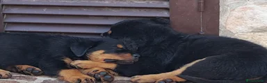 Rottweiler 4