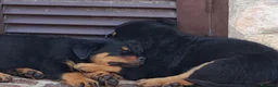 Rottweiler cani in vendita: Cuccioli di rottweiler purissimi  - Annuncio 11