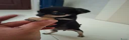 Chihuahua cani in vendita: Chihuahua femmina - Annuncio 2