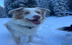 Border Collie cani per accoppiamento: Border Collie Lilac Merle disponibile per monte. a Città Metropolitana di Venezia - Immagine 12