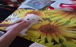 Maltese cani in vendita: Maltese cuccioli con pedigree.  a Provincia di Ferrara - Immagine 1