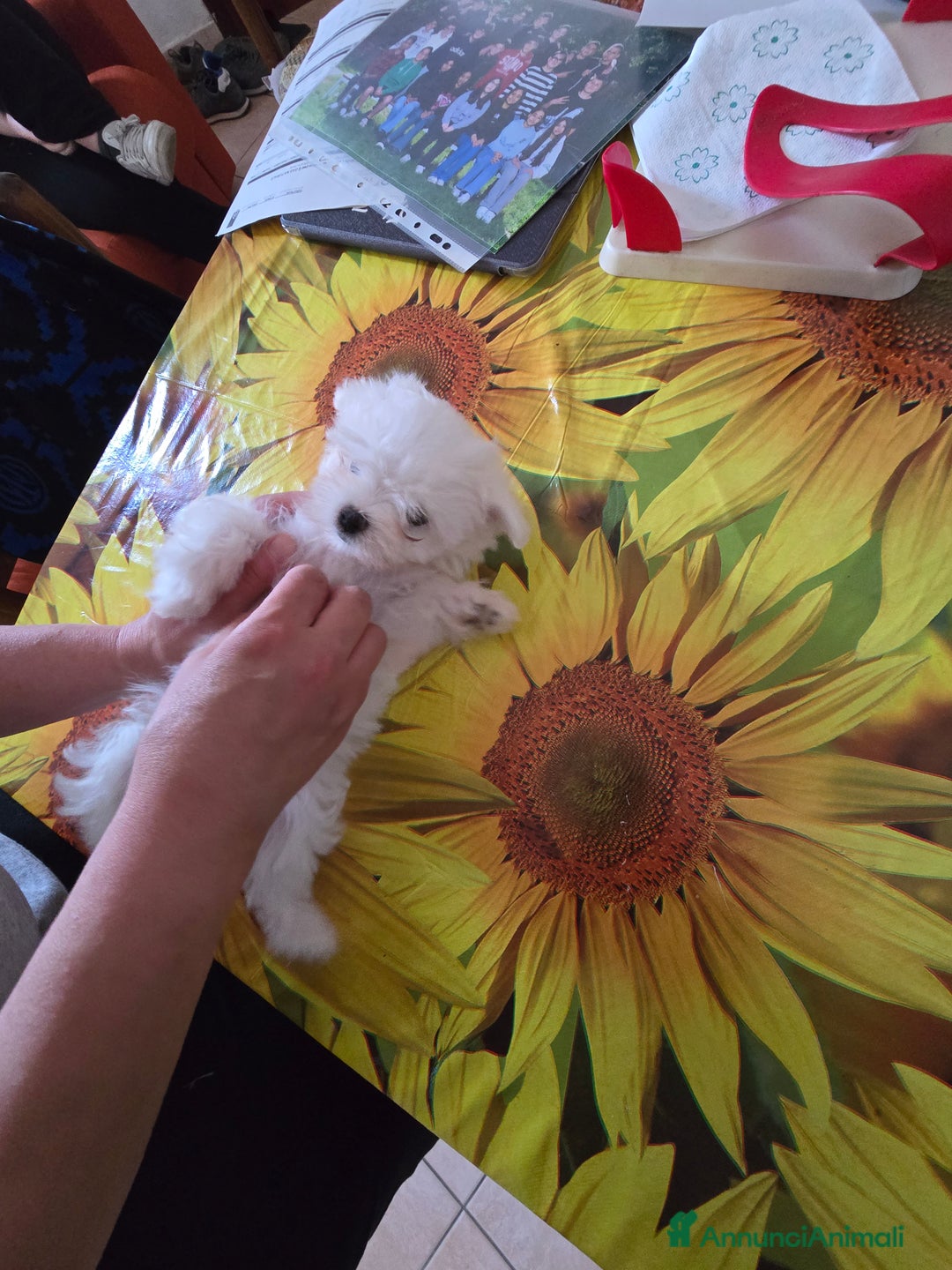 Maltese cani in vendita: Maltese cuccioli con pedigree.  a Provincia di Ferrara - Immagine 1
