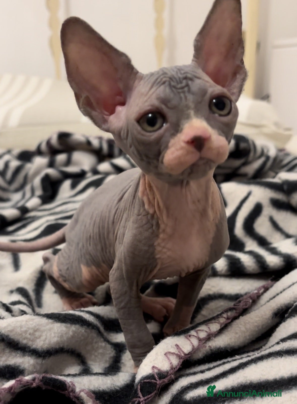 Sphynx gatti Cucciola Canadian Sphynx (possibile consegna)  - Annuncio 4