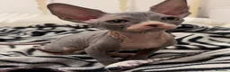Sphynx gatti in vendita: Cucciola Canadian Sphynx (possibile consegna)  - Annuncio 1