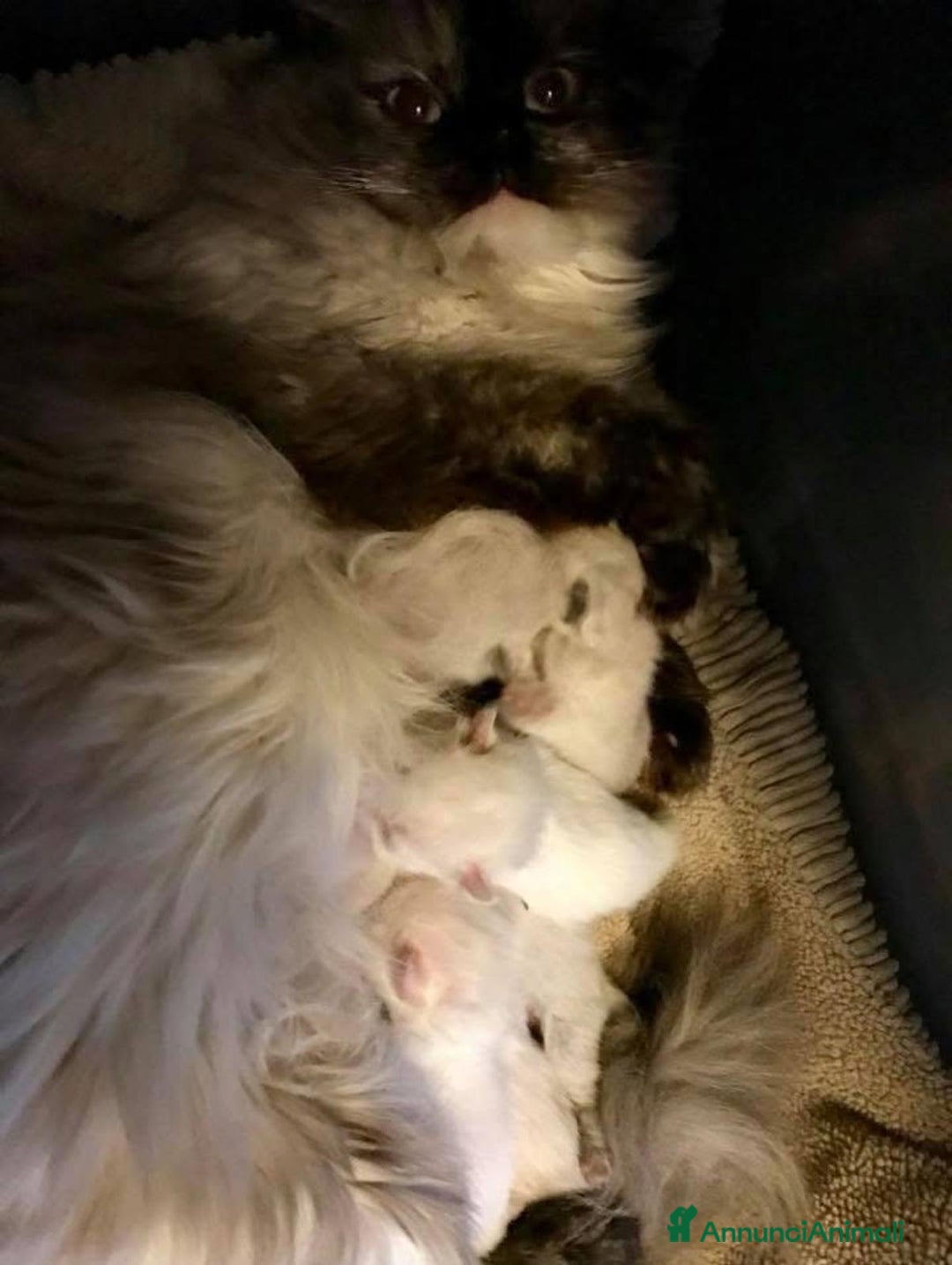 Ragdoll gatti in vendita: Cuccioli di ragdoll - Annuncio 8